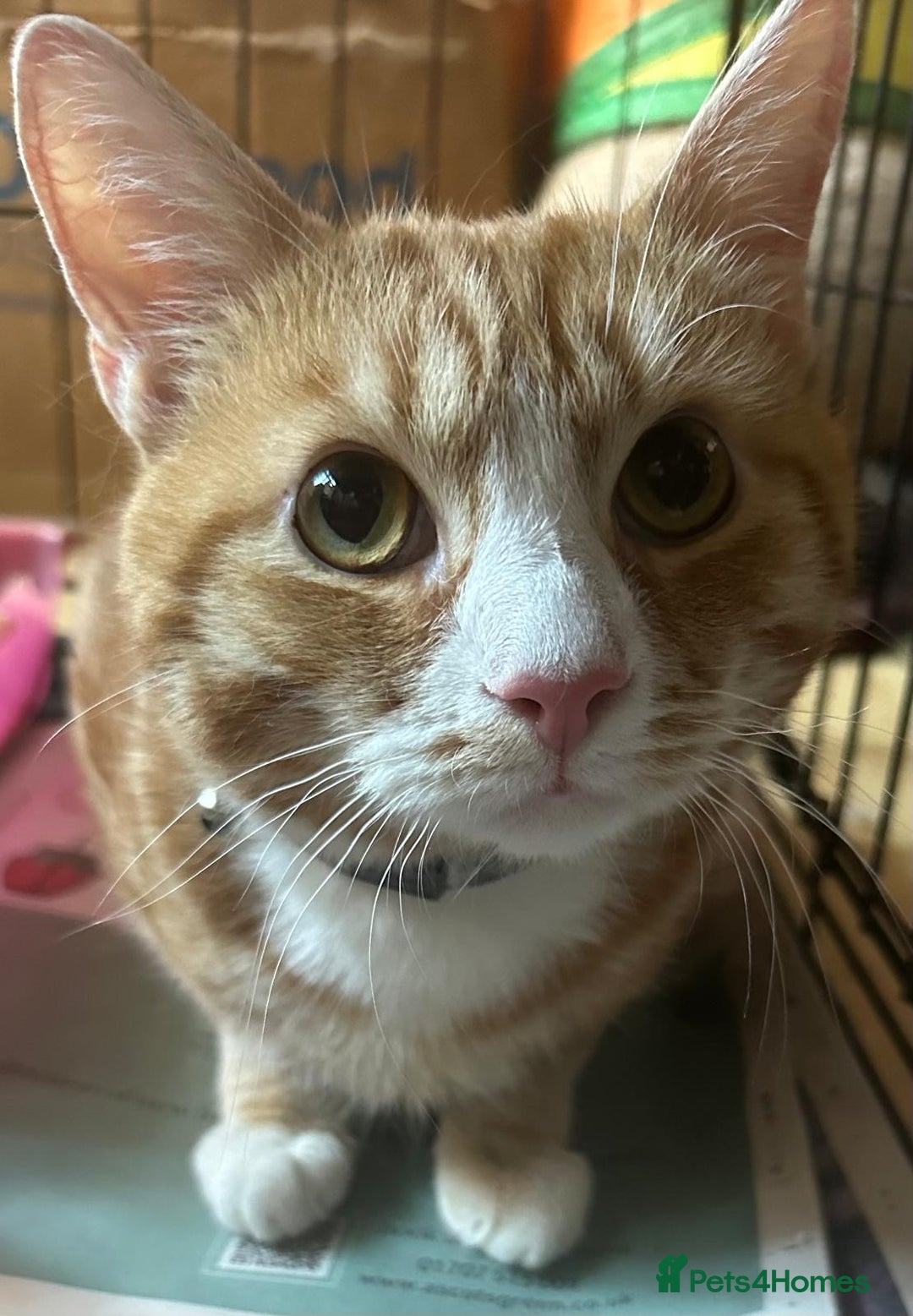 Mixed Breed cats for adoption: Rescue ginger tom looking for forever home - Image 2