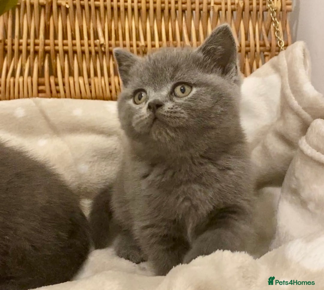 British Shorthair cats for sale: 🧸EXCEPTIONAL QUALITY PURE BREED BSH TEDDY BEARS🧸 - Advert 14