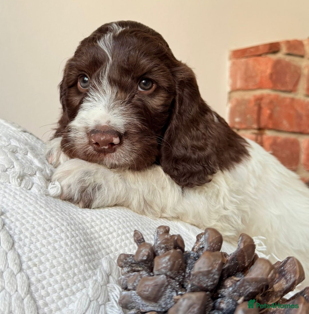 Cockapoo dogs for sale:  cockapoo puppies **READY GO GO** - Image 22