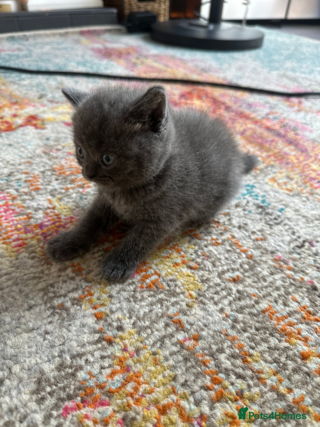 British Shorthair cats for sale: British short hair  - Image 14