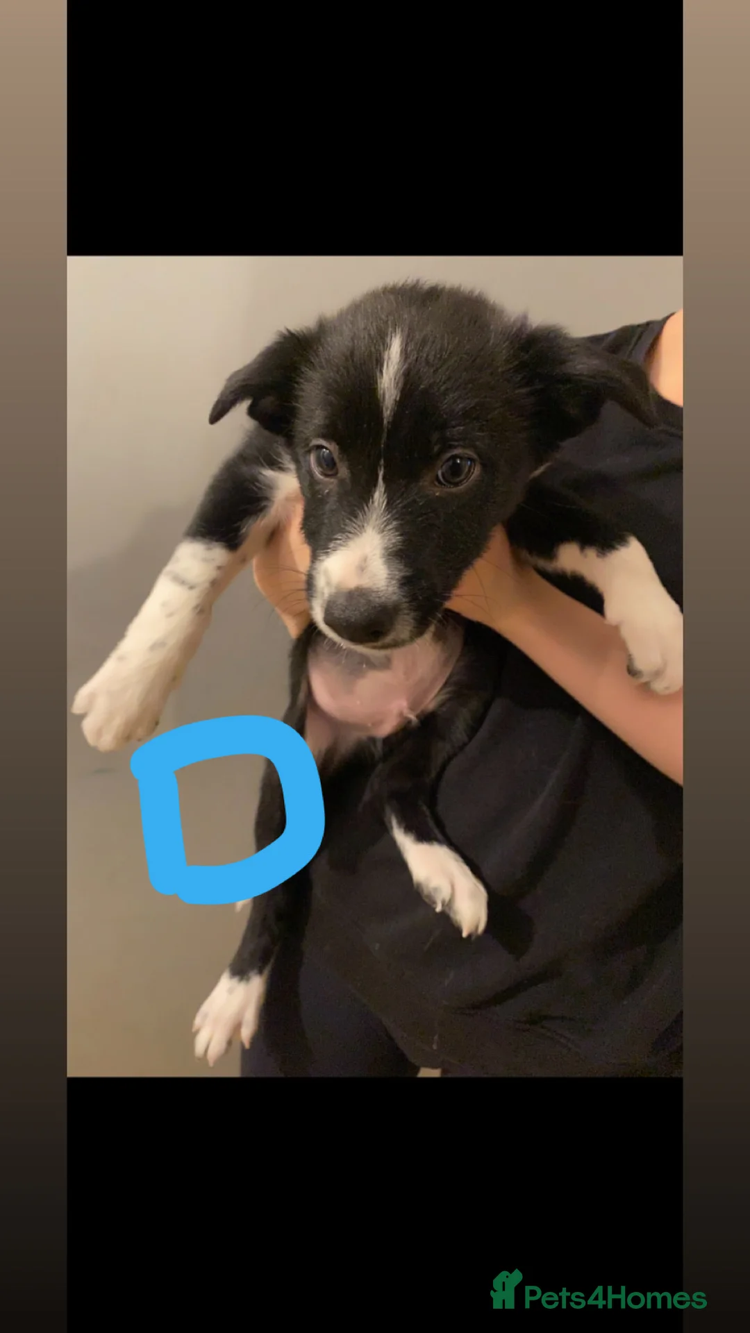 Border Collie dogs for sale: 4 border collie puppies £700! - Advert 8