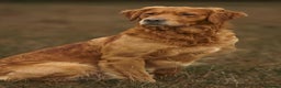 Golden Retriever dogs for stud: Dark golden retriever at stud  - Advert 2