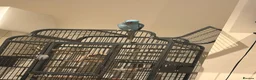 Parrots birds for sale: blue indian ringneck parrot - Advert 3