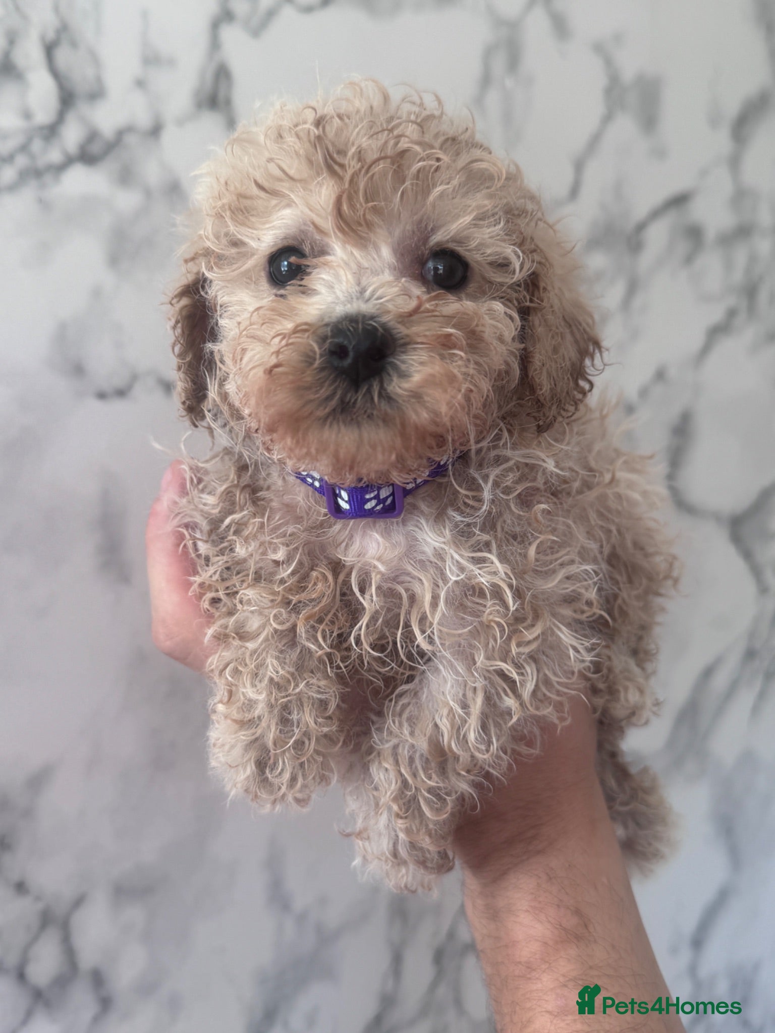 Toy Poodle dogs Beautiful Toy Poodle Puppies ❤️🐾🐩 - Advert 1