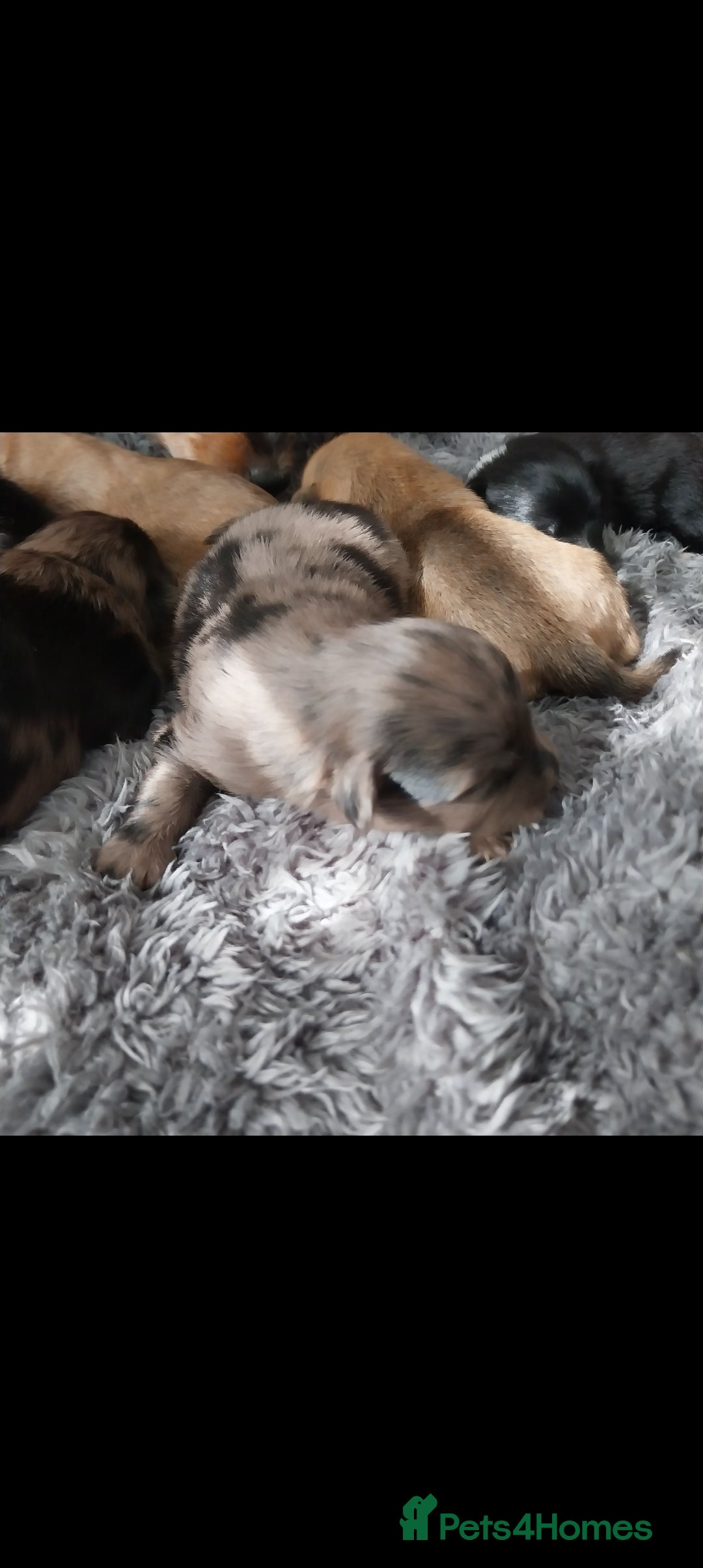 Mixed Breed dogs for sale: Pomeranian /Terrior  - Image 4