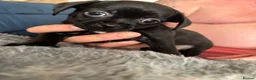 Mixed Breed dogs for sale: Imperial Shitzu cross Russian toy terrier tiny gir - Advert 26