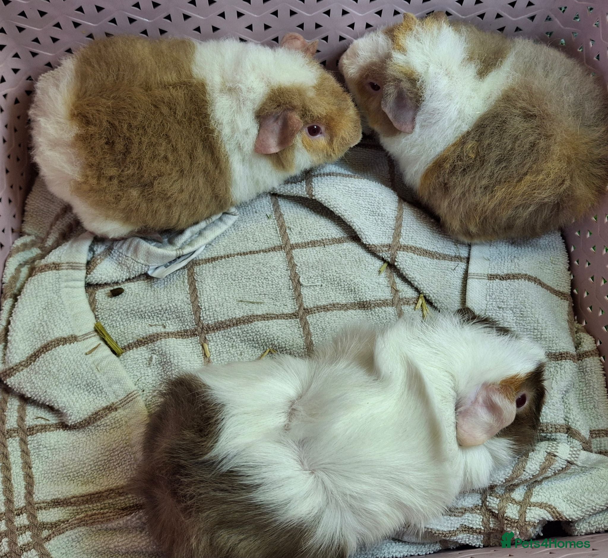 Guinea Pig rodents Attractive baby boy Guinea Pigs - Advert 1