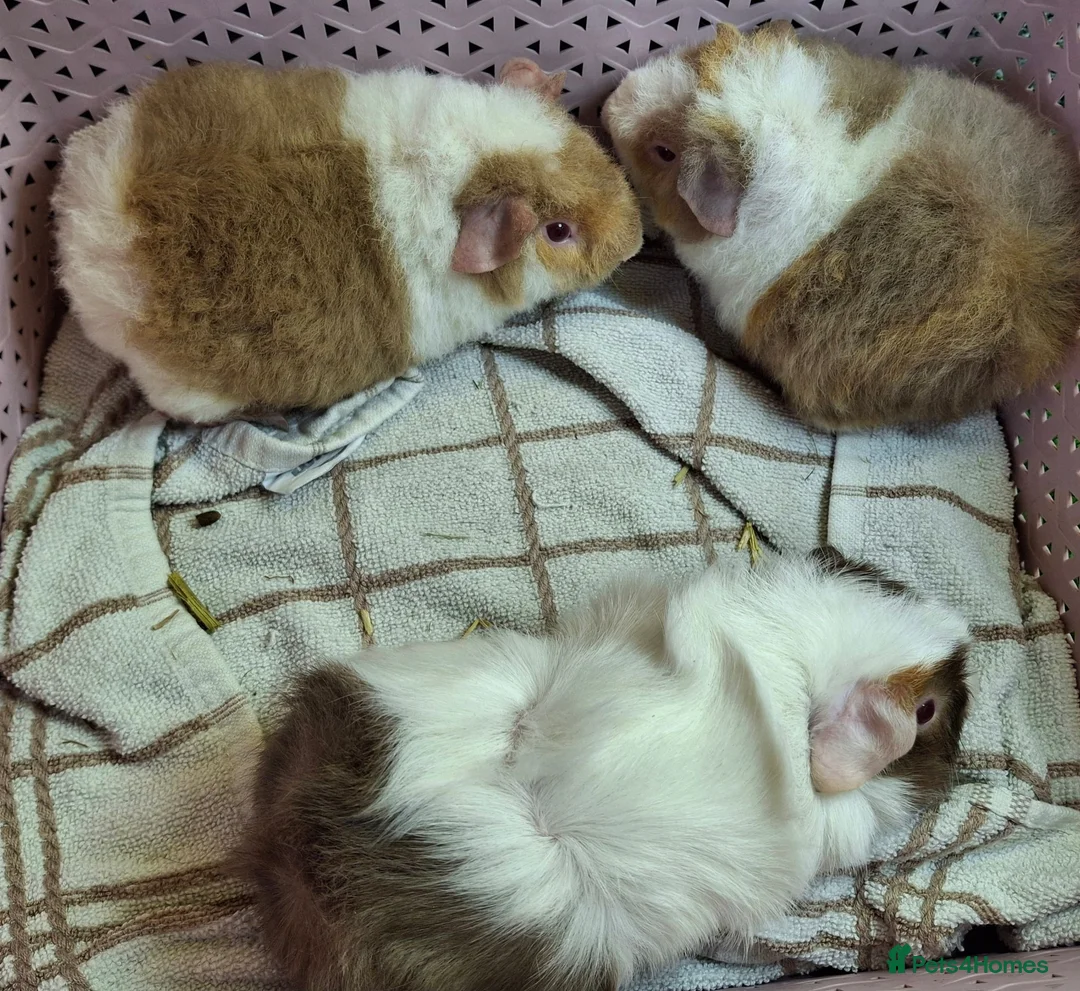 Guinea Pig rodents for sale: Attractive baby boy Guinea Pigs - Advert 1