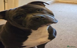 Staffordshire Bull Terrier dogs for sale: Beautiful Staffordshire bull terrier - Image 6