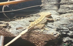 Gecko reptiles for sale: Gecko and full bio active set up - Image 3