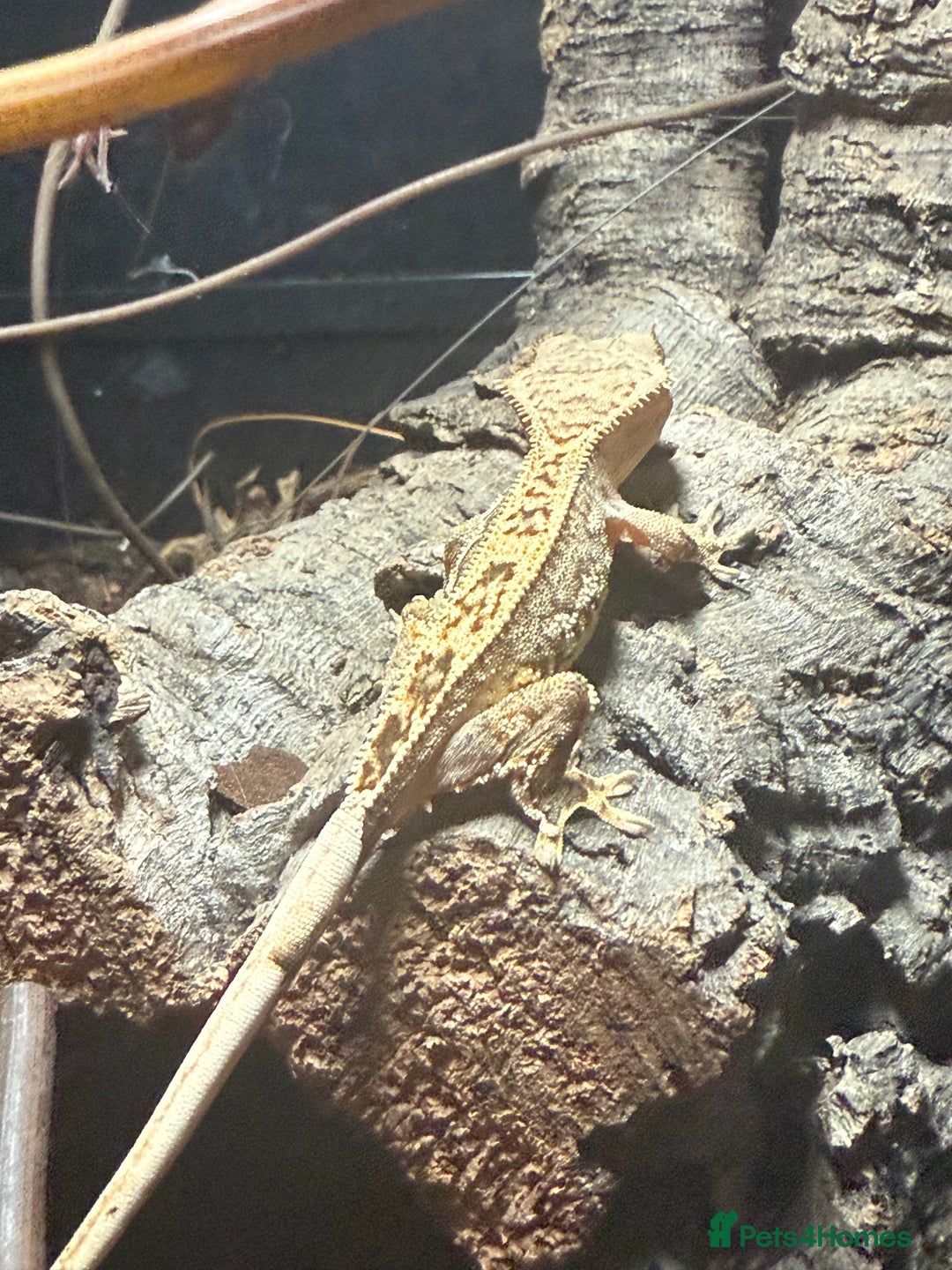 Gecko reptiles for sale: Gecko and full bio active set up - Image 3