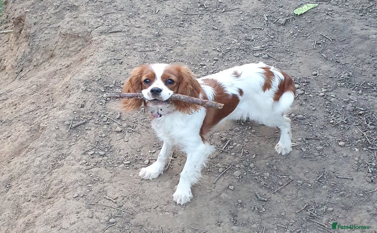Cavalier King Charles Spaniel dogs - Advert 1