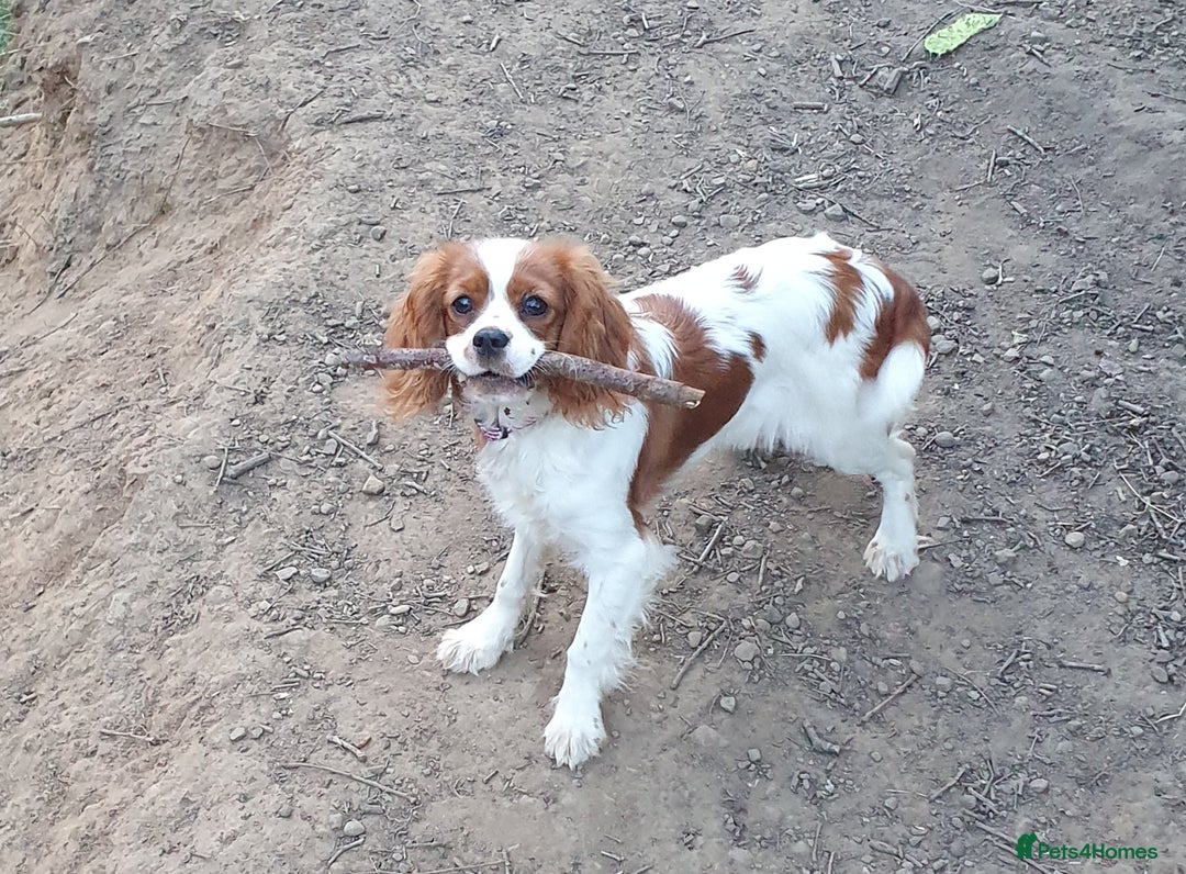 Cavalier King Charles Spaniel dogs for sale: Cavalier king charles girl 8mths  - Image 1