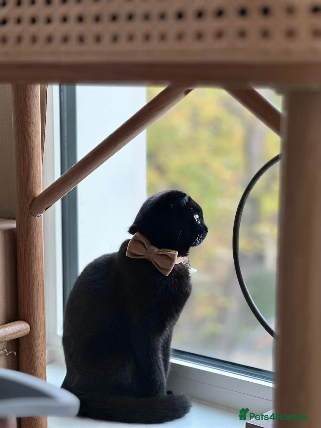 Mixed Breed cats for sale: Scottish Fold Mix  - Advert 2