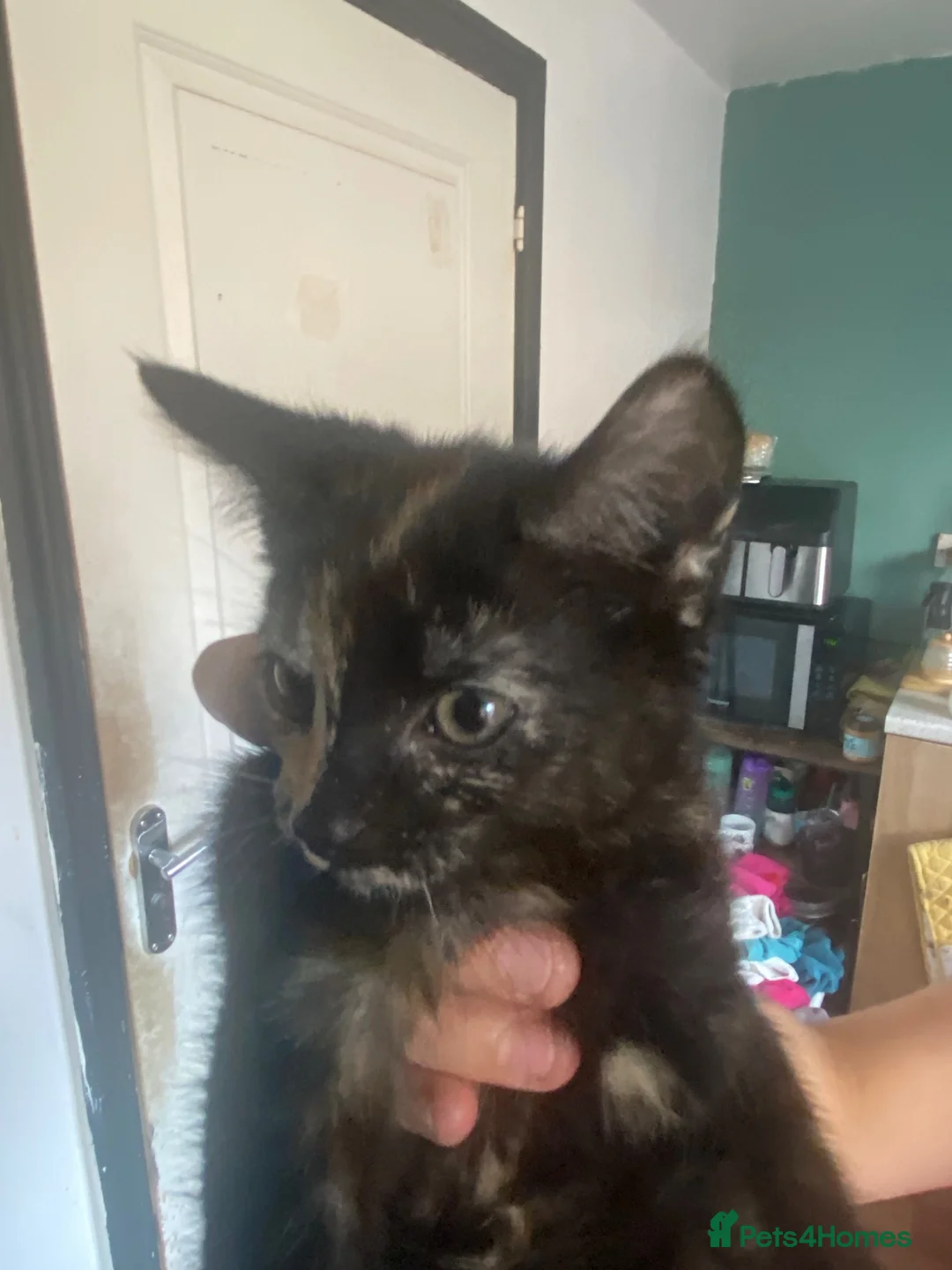 Mixed Breed cats for sale: Beautiful 😻  - Advert 5