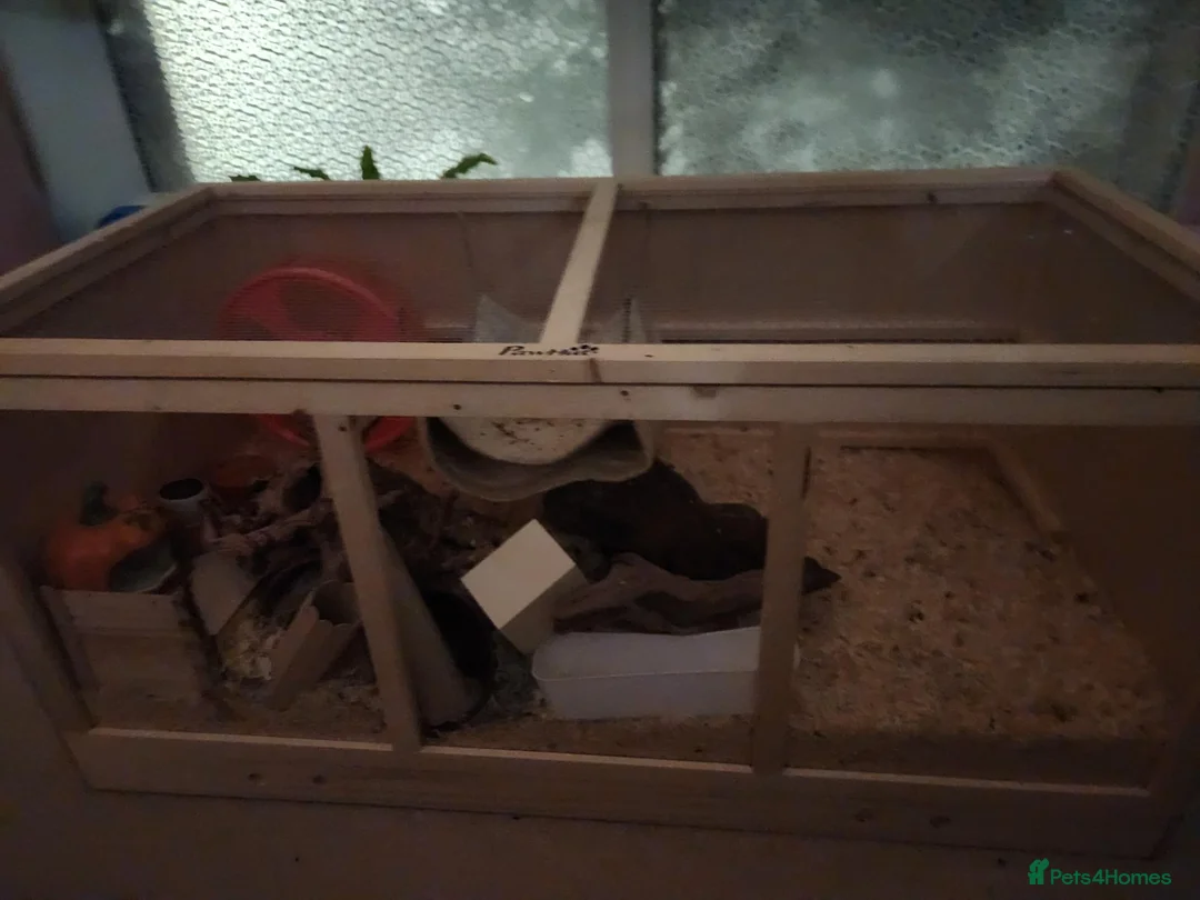Mouse rodents for sale: Female mice and setup - Advert 2