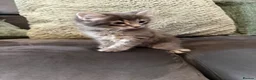 Ragcoon cats for sale: Ragdoll , Maine coon , Bombay cross . Fluffy blue - Advert 2