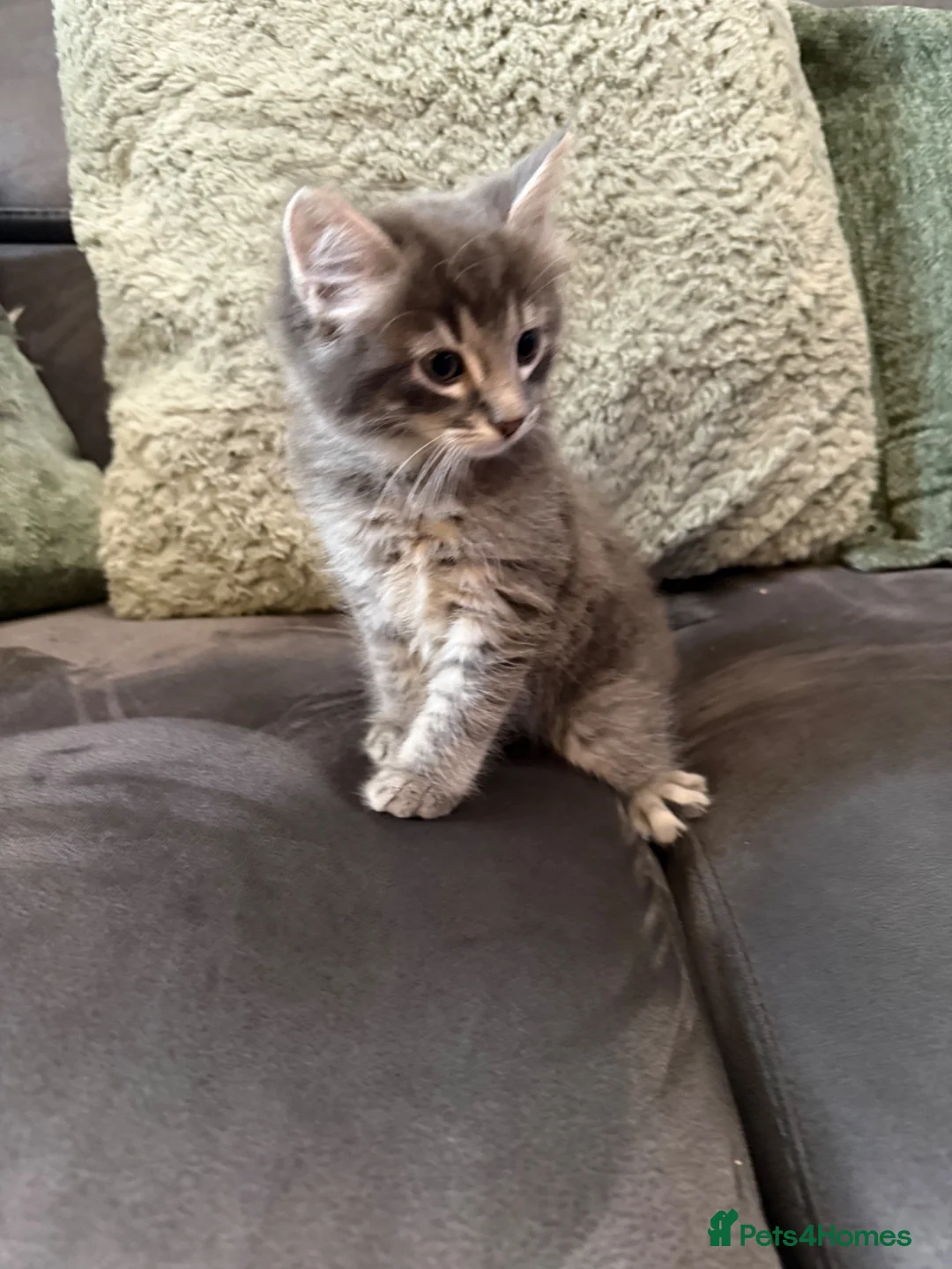 Ragcoon cats for sale: Ragdoll , Maine coon , Bombay cross . Fluffy blue - Advert 2