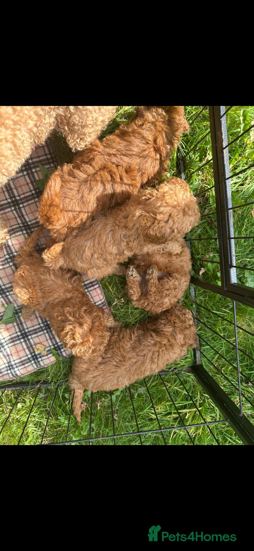 Toy Poodle dogs for sale:  High Quality KC Registered Red Toy Poodle Puppies - Image 12