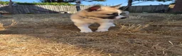 Huskita dogs for sale: Puppies for sale - Advert 14