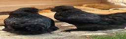 Chickens poultry for sale: Silkie chicks hatching eggs NOW - Advert 4