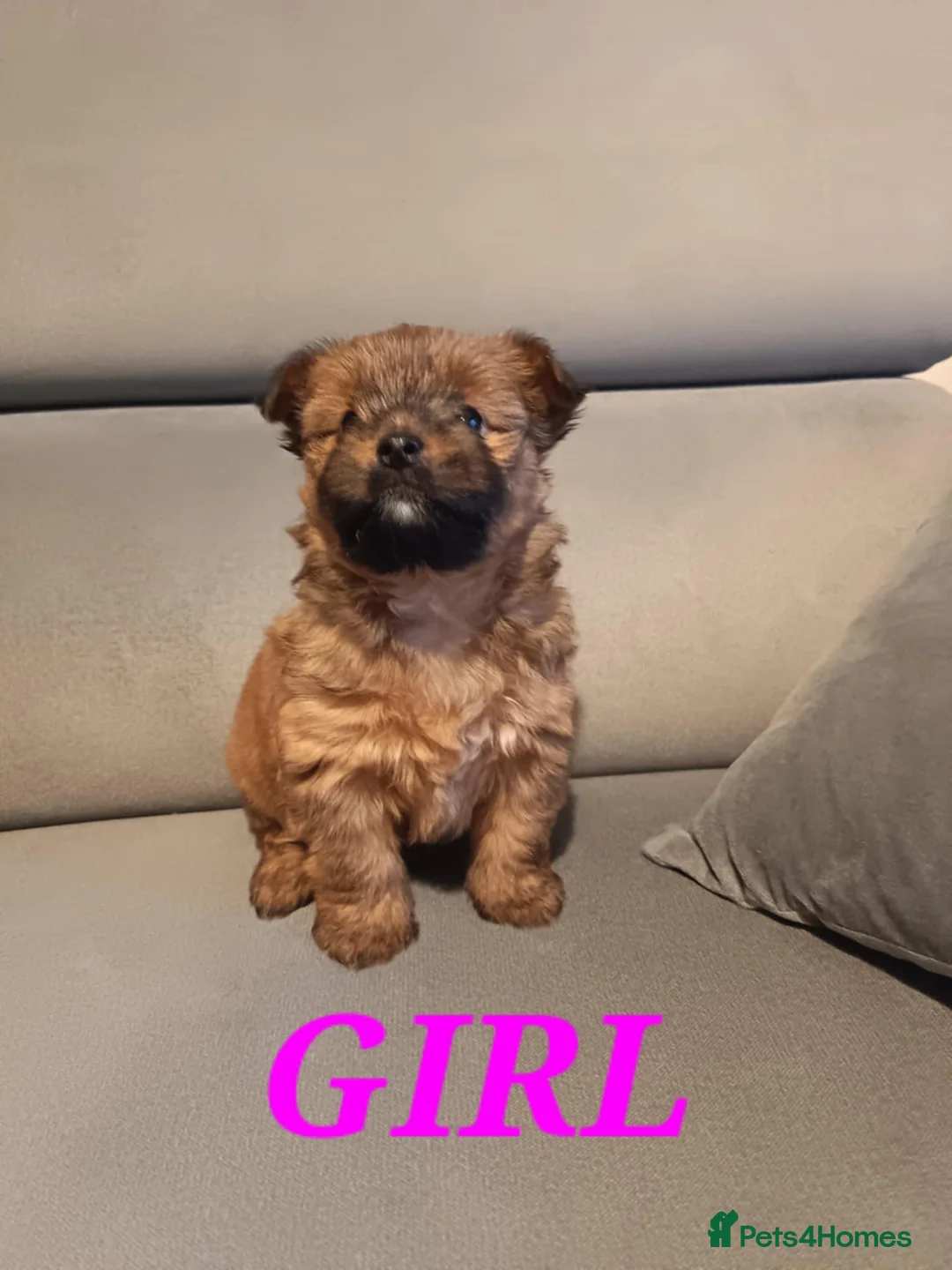 Mixed Breed dogs for sale: 3 Mixed breed puppies  - Advert 5