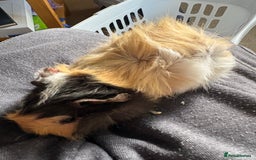 Guinea Pig rodents for sale: Male Guinea pigs for a good home  - Image 21