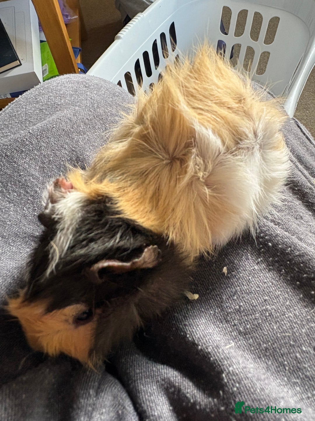 Guinea Pig rodents for sale: Male Guinea pigs for a good home  - Image 21