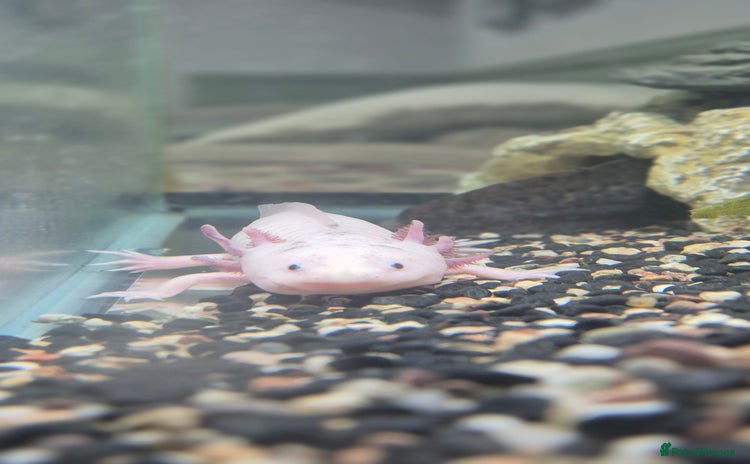 Other/Mixed Breed fish - Advert 1