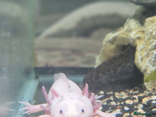 Other/Mixed Breed fish - Advert 23