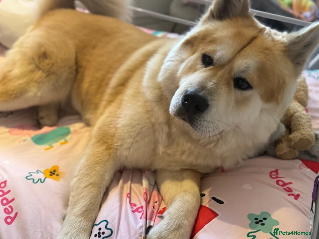 Mixed Breed dogs for sale: Bear // Chakita // Boy 2.8yrs // Blue Tounge - Advert 8