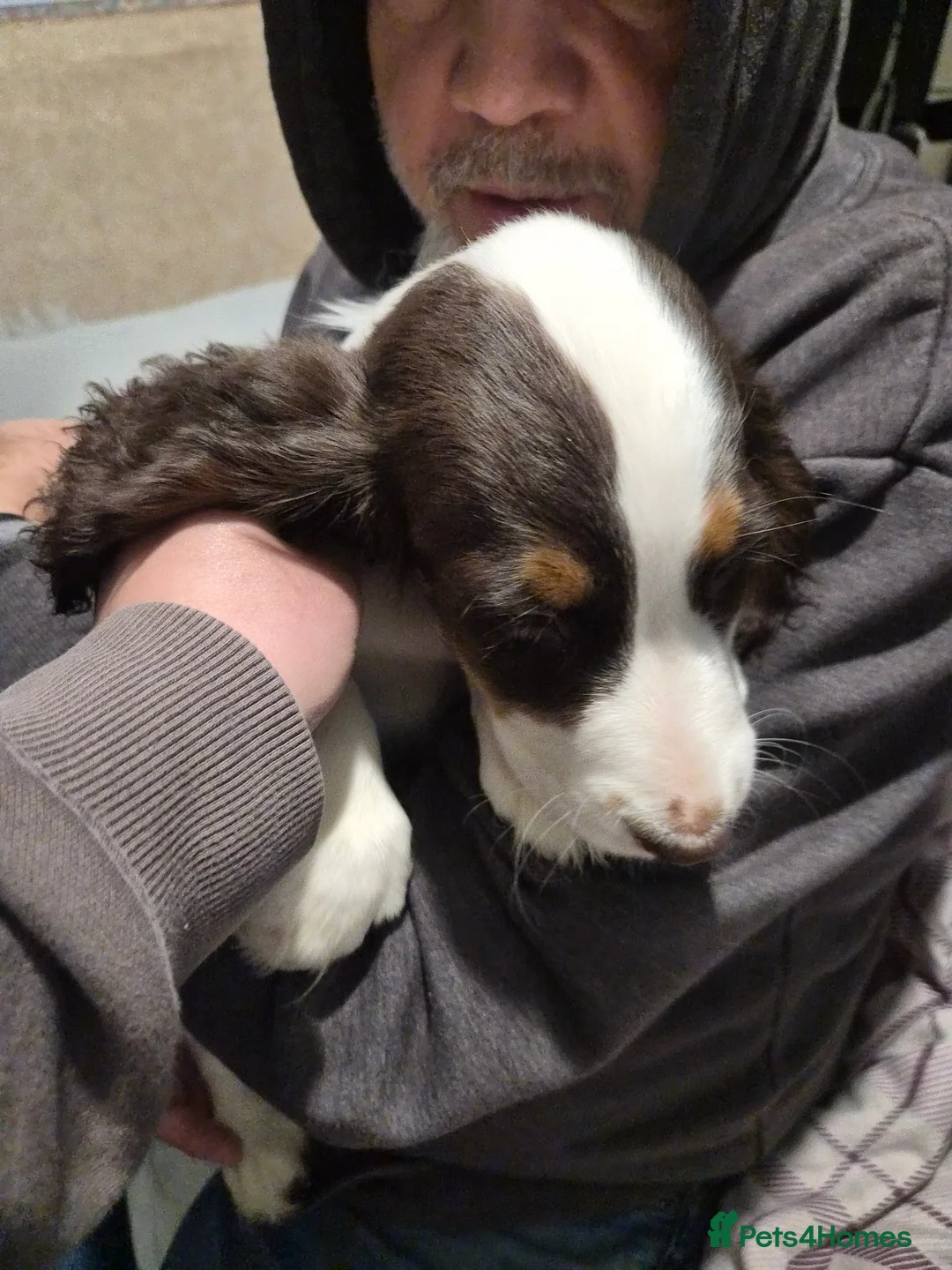 Sprocker dogs for sale: Brown and white boy last one left  - Advert 2