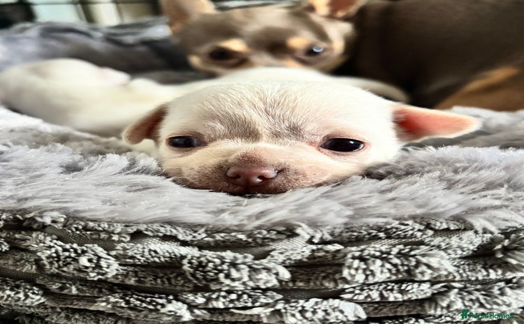 Chihuahua dogs - Advert 5