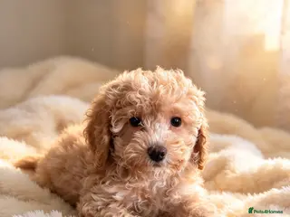 Maltipoo dogs Beautiful Apricot Toy Maltipoo Girl — Ready Now! ✨ - Advert 4
