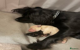 Mixed Breed dogs for sale: Cocker Spaniel X Pomeranian - Advert 13