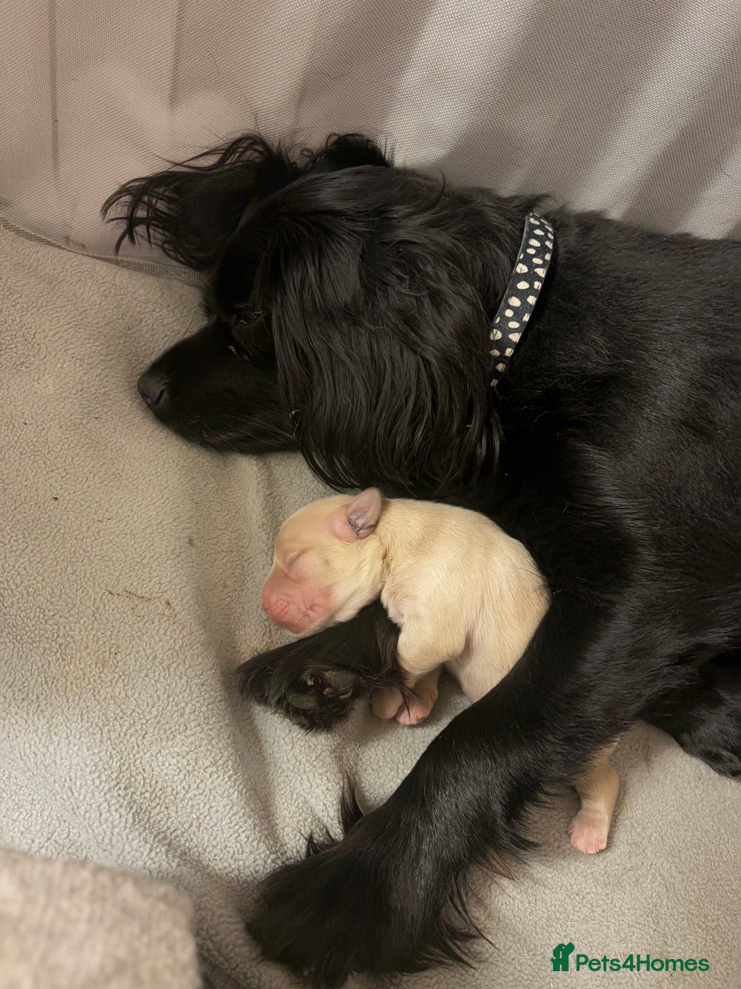 Mixed Breed dogs for sale: Cocker Spaniel X Pomeranian - Advert 13