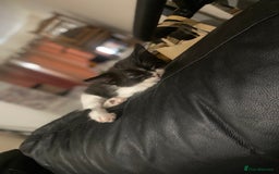 British Shorthair cats for sale: 4 little sweethearts - Image 7