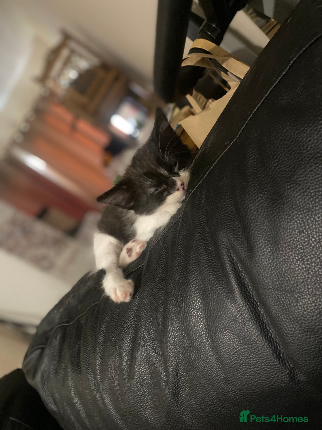 British Shorthair cats for sale: 4 little sweethearts - Image 7