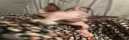 Sphynx cats for sale: Beautiful sphynx babies  - Advert 9