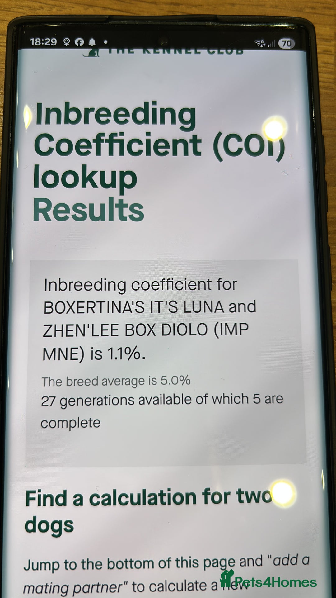 Boxer dogs for sale: 9 Beautiful Boxer Puppies - Pet Only  - Advert 4