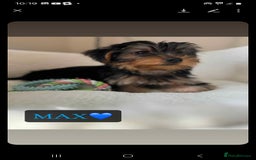 Yorkshire Terrier dogs for sale: Yorkshire Terrier Puppies - Image 2
