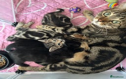 Bengal cats for sale: Bengal Cross - Image 16