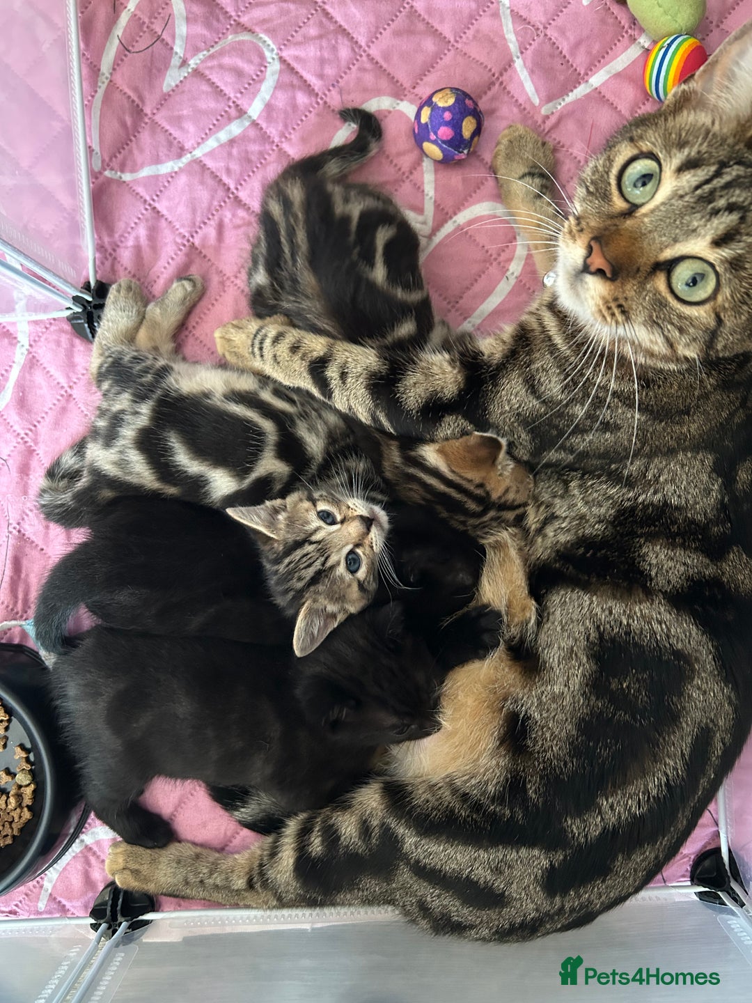 Bengal cats for sale: Bengal Cross - Image 16