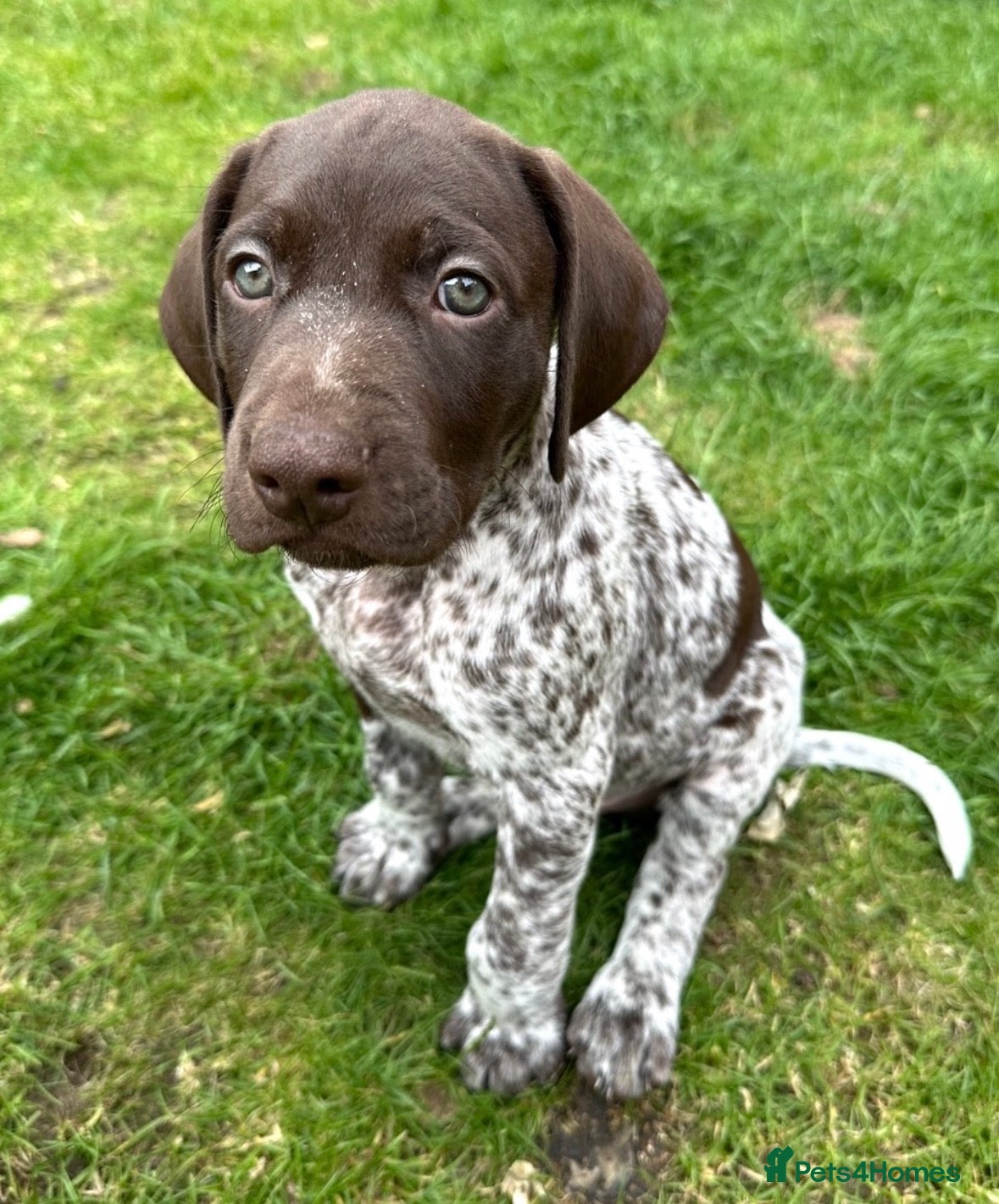 German Shorthaired Pointer dogs 🐾Last Boy Available! KC Registered GSP Puppy - Advert 8