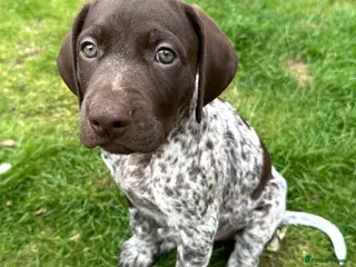 German Shorthaired Pointer dogs ⭐ Last KC Registered GSP Puppy FRANKIE ⭐ - Advert 4