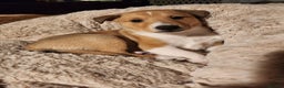 Smooth Collie dogs for sale: Male smooth collie puppies - 2 sable, 1 tricolour - Advert 4