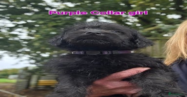 Labradoodle dogs - Advert 5