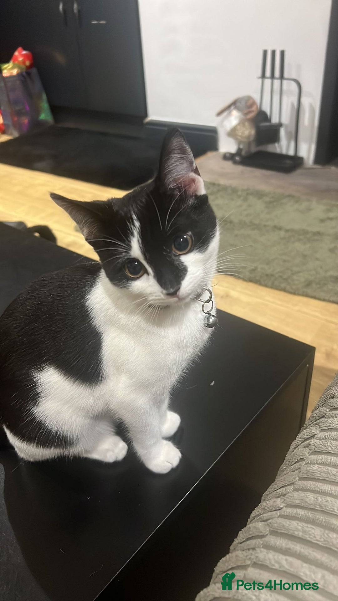 Mixed Breed cats for sale: 5 month old beautiful female  - Advert 4