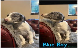 Sprollie dogs for sale: 💛Beautiful Sprollie Puppies💛 - Image 5