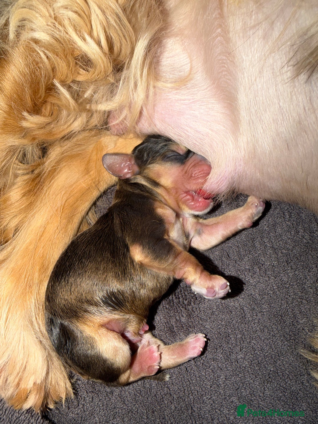 Cocker Spaniel dogs for sale: Showtype Cocker spaniel pups KC registered  - Advert 8